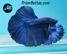 Load image into Gallery viewer, Blue Halfmoon Male