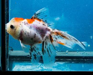 Calico Oranda (3.5-4.25 inches)