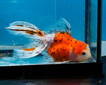 Load image into Gallery viewer, Calico Oranda (3.5-4.25 inches)