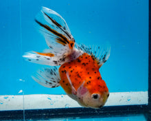 Load image into Gallery viewer, Calico Oranda (3.5-4.25 inches)