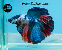 Load image into Gallery viewer, Rainbow Marble Halfmoon Male