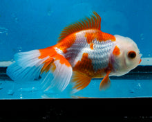 Load image into Gallery viewer, Red and White Oranda (3.5-4.25 inches)