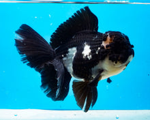 Load image into Gallery viewer, Panda Oranda Female (6inches) Imported from Thailand