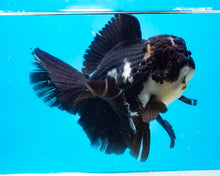 Load image into Gallery viewer, Panda Oranda Female (6inches) Imported from Thailand