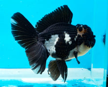 Load image into Gallery viewer, Panda Oranda Female (6inches) Imported from Thailand