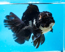 Load image into Gallery viewer, Panda Oranda Female (6inches) Imported from Thailand