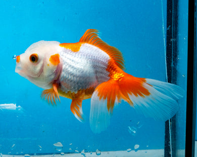 Red and White Oranda (3.5-4.25 inches)