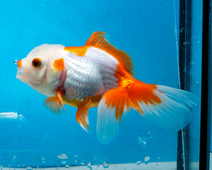 Red and White Oranda (3.5-4.25 inches)
