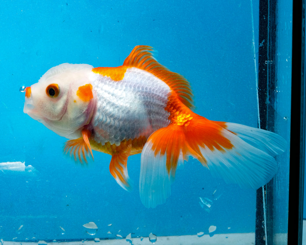Red and White Oranda (3.5-4.25 inches)