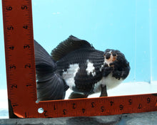 Load image into Gallery viewer, Panda Oranda Female (6inches) Imported from Thailand