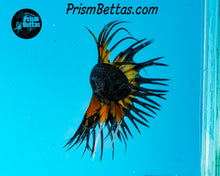 Load image into Gallery viewer, Mustard Gas Butterfly Crowntail Male