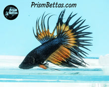 Load image into Gallery viewer, Mustard Gas Butterfly Crowntail Male