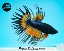 Load image into Gallery viewer, Mustard Gas Butterfly Crowntail Male