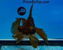 Load image into Gallery viewer, Lavender Telescope Fantail Goldfish (3.5-4+ inch body only)