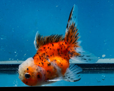 Calico Oranda (3.5-4.25 inches)
