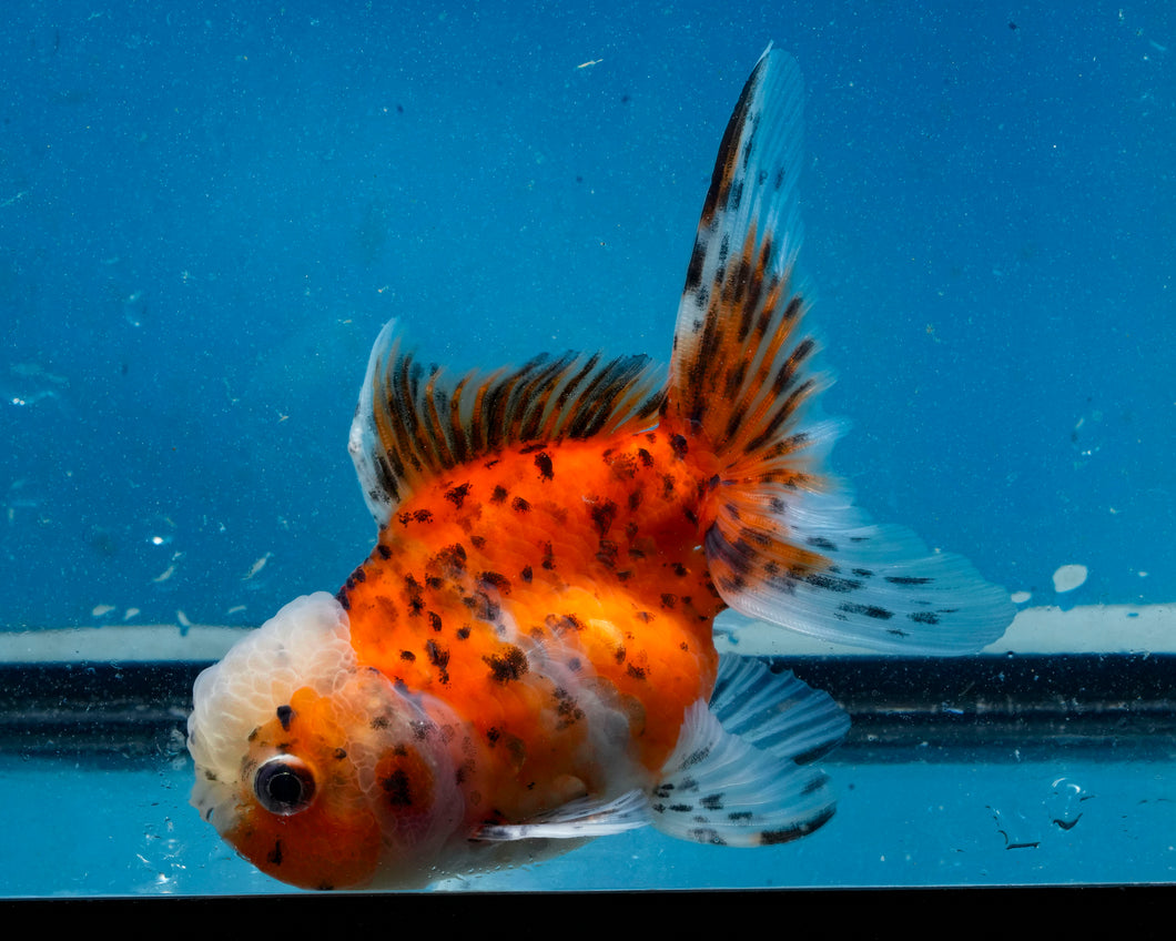 Calico Oranda (3.5-4.25 inches)