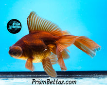 Load image into Gallery viewer, Lavender Telescope Fantail Goldfish (3.5-4+ inch body only)