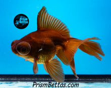 Load image into Gallery viewer, Lavender Telescope Fantail Goldfish (3.5-4+ inch body only)