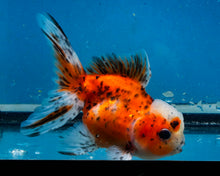 Load image into Gallery viewer, Calico Oranda (3.5-4.25 inches)