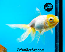 Load image into Gallery viewer, Lemonhead Telescope Fantail Goldfish (3+ inch body only)