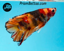 Load image into Gallery viewer, Candy Koi Doubletail Plakat Male