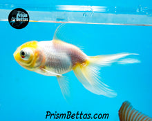 Load image into Gallery viewer, Lemonhead Telescope Fantail Goldfish (3+ inch body only)