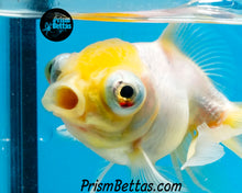 Load image into Gallery viewer, Lemonhead Telescope Fantail Goldfish (3+ inch body only)