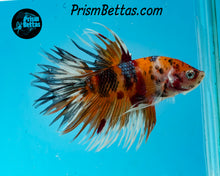 Load image into Gallery viewer, Candy Koi Shortailed Crowntail Male