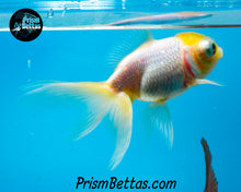 Load image into Gallery viewer, Lemonhead Telescope Fantail Goldfish (3+ inch body only)