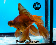 Load image into Gallery viewer, Lavender Telescope Fantail Goldfish (3.5-4+ inch body only)