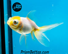 Load image into Gallery viewer, Lemonhead Telescope Fantail Goldfish (3+ inch body only)