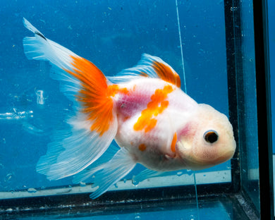 Sakaru Oranda (3.5-4.25 inches)