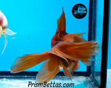 Load image into Gallery viewer, Lavender Telescope Fantail Goldfish (3.5-4+ inch body only)