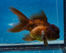 Load image into Gallery viewer, Bronze Oranda (3.5-4.25 inches)