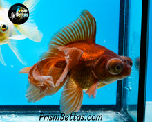 Load image into Gallery viewer, Lavender Telescope Fantail Goldfish (3.5-4+ inch body only)