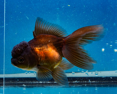 Bronze Oranda (3.5-4.25 inches)
