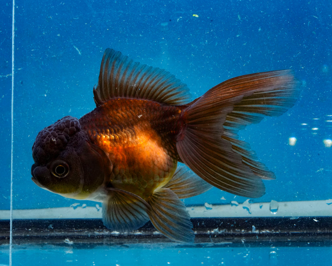 Bronze Oranda (3.5-4.25 inches)
