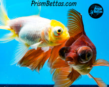 Load image into Gallery viewer, Lavender Telescope Fantail Goldfish (3.5-4+ inch body only)