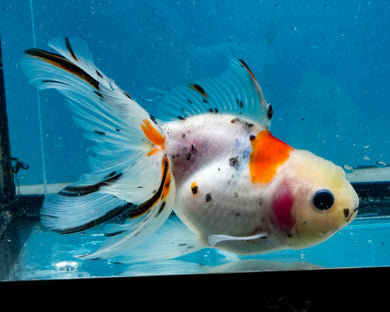 Calcio Oranda (3.5-4.25 inches)