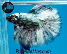 Load image into Gallery viewer, Copper Marble Halfmoon Male