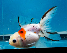 Load image into Gallery viewer, Calcio Oranda (3.5-4.25 inches)