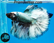 Load image into Gallery viewer, Copper Marble Halfmoon Male