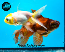 Load image into Gallery viewer, Lemonhead Telescope Fantail Goldfish (3+ inch body only)