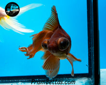 Load image into Gallery viewer, Lavender Telescope Fantail Goldfish (3.5-4+ inch body only)