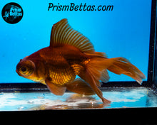 Load image into Gallery viewer, Lavender Telescope Fantail Goldfish (3.5-4+ inch body only)