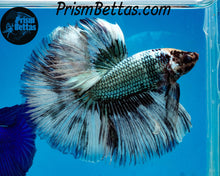 Load image into Gallery viewer, Copper Marble Halfmoon Male