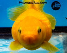 Load image into Gallery viewer, Yellow Pearlscale Goldfish (3.5+ body size)