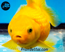 Load image into Gallery viewer, Yellow Pearlscale Goldfish (3.5+ body size)