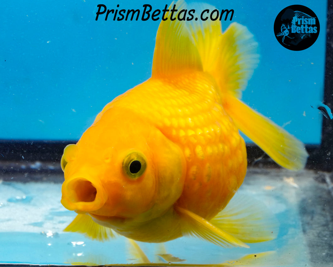 Yellow Pearlscale Goldfish (3.5+ body size)