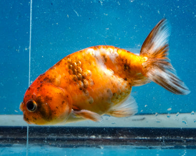 Calcio Ranchu (3.5-4.25 inches)